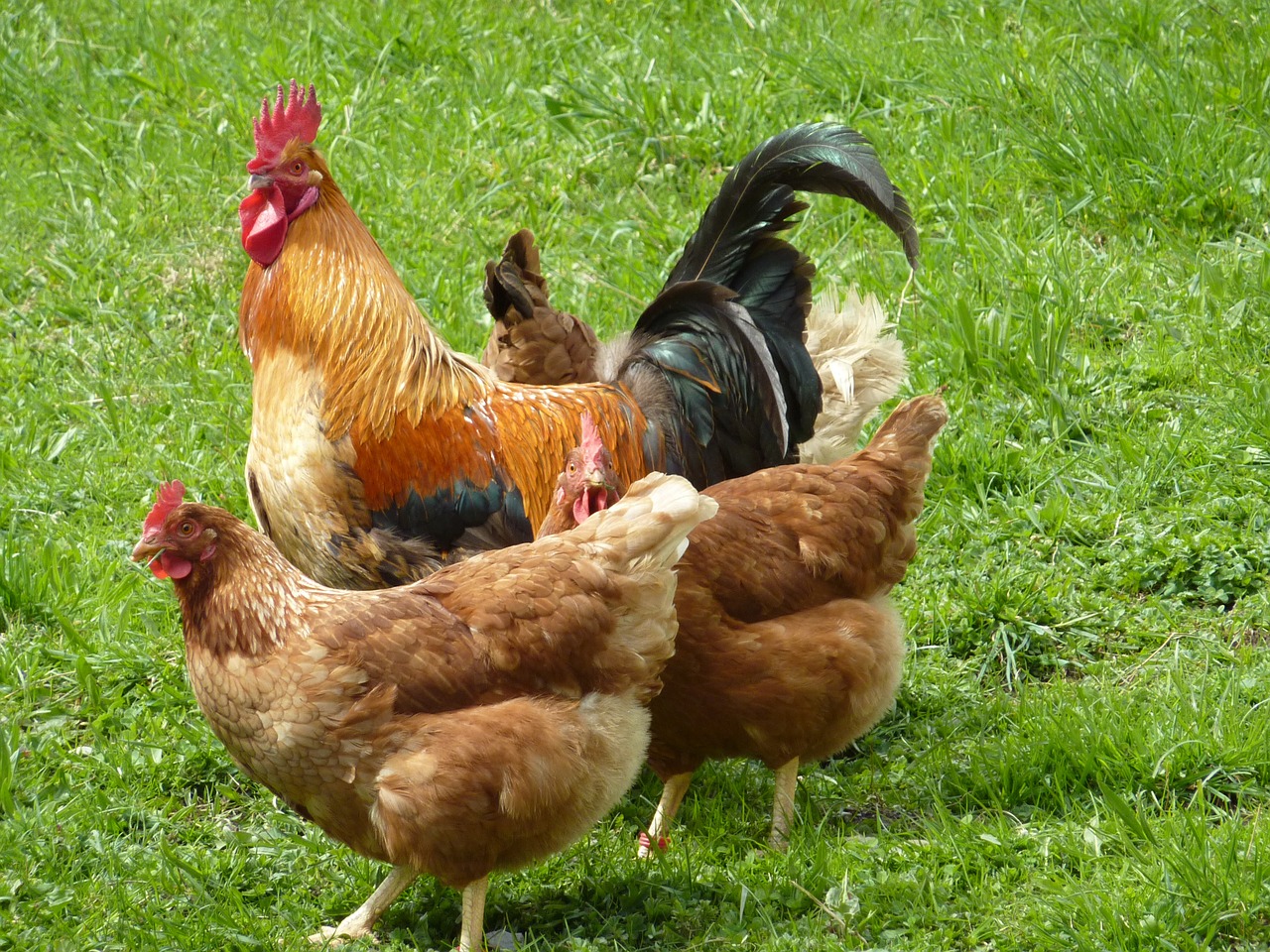 Bauernhof Stefan - die Hühnerschar